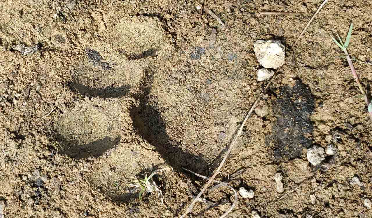 Migrant tigress enters dangerous landscape in Mancherial; faces threat from poachers