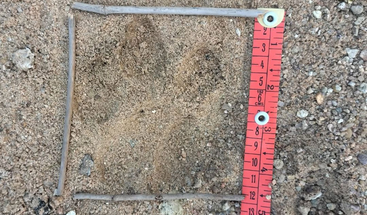 Elusive tigress continues to roam in Asifabad forests