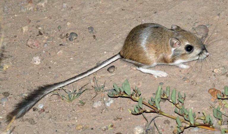 Desert rat kangaroo