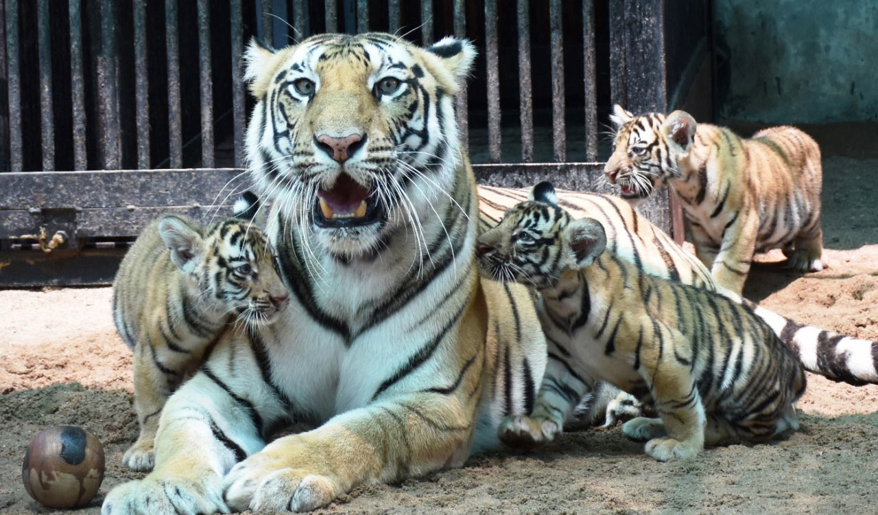 Avian Flu: No chicken for lions, tigers and other Hyderabad zoo inmates