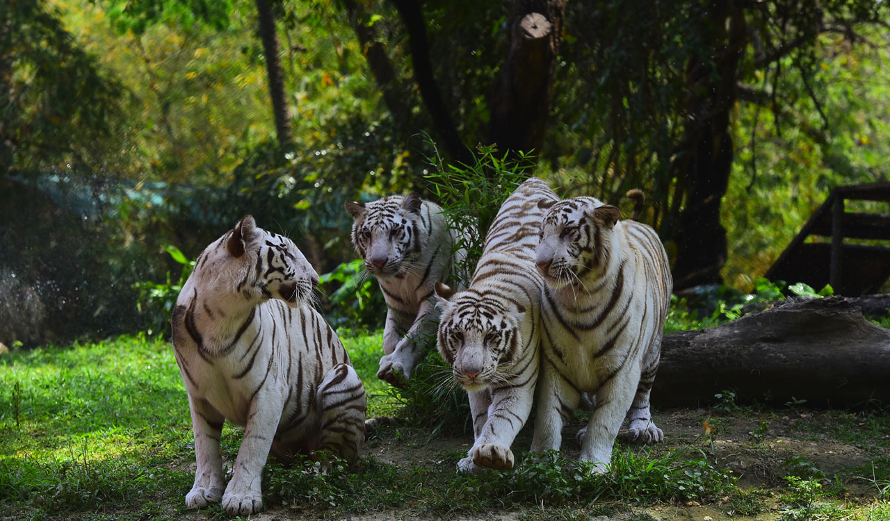 Avian Flu: No chicken for lions, tigers and other Hyderabad zoo inmates