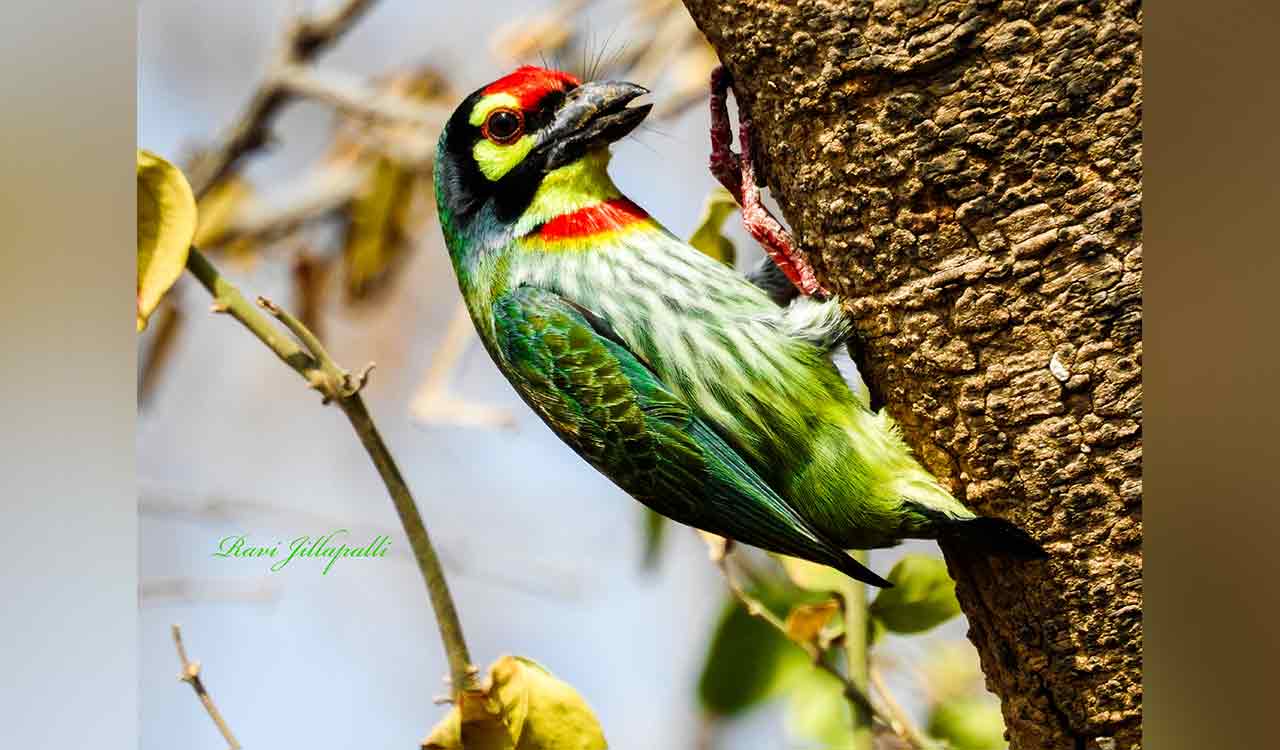 University of Hyderabad’s green cover set to be bulldozed for commercial development