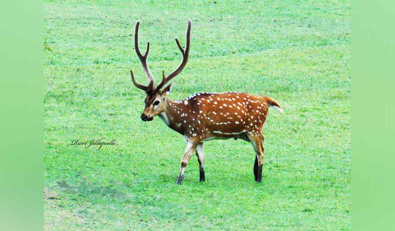 University of Hyderabad’s green cover set to be bulldozed for commercial development
