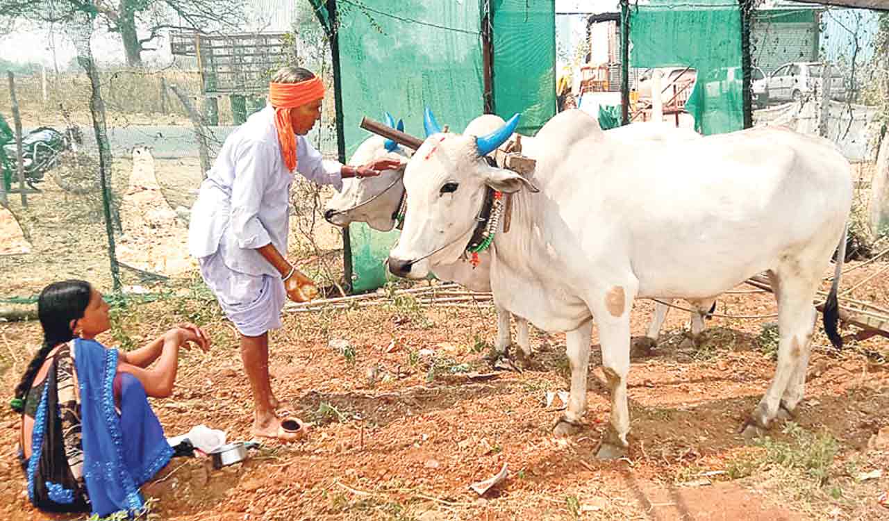 Aboriginal tribes commence farm activities to mark Ugadi festival in Telangana’s Adilabad