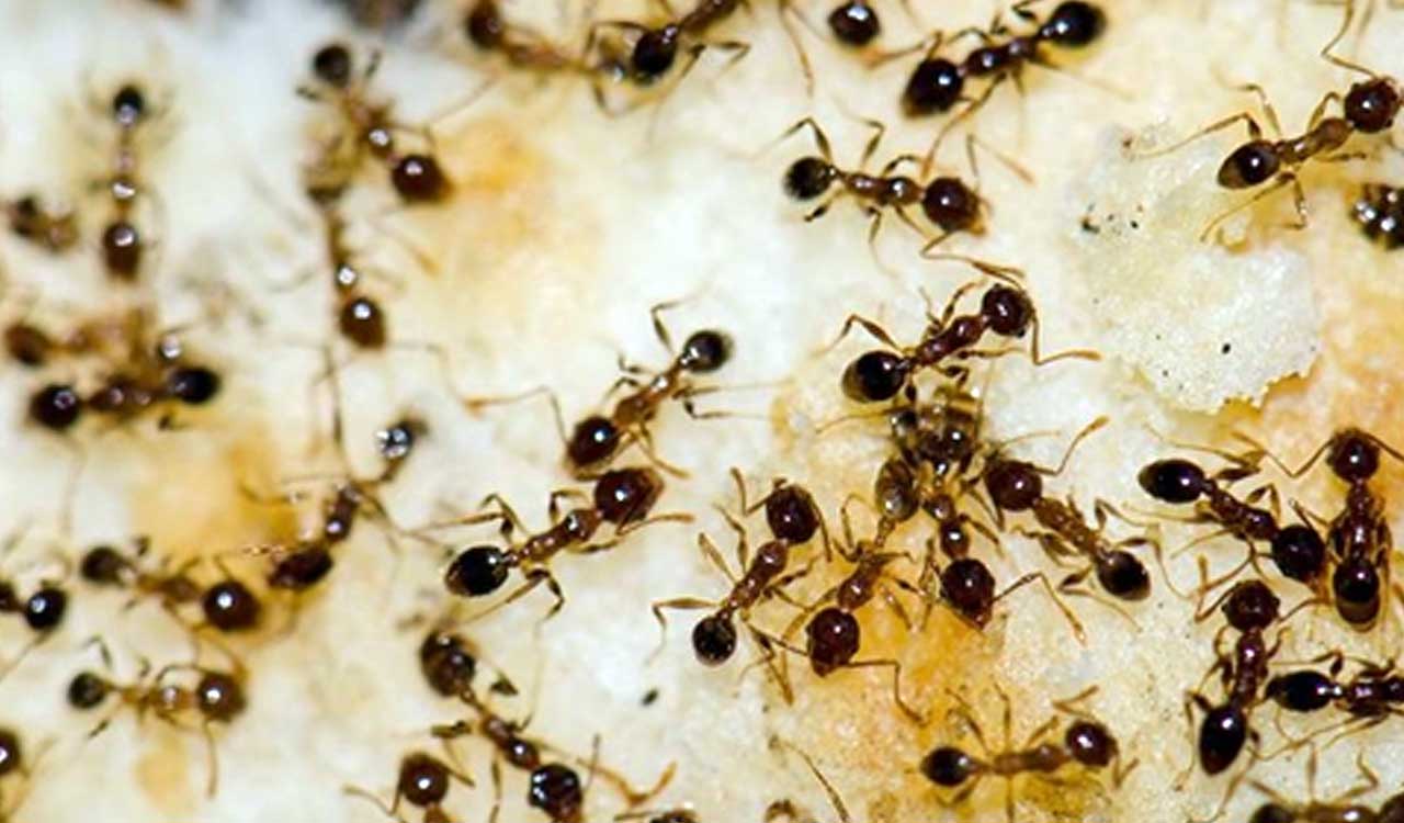 There’s probably an ant near you right now