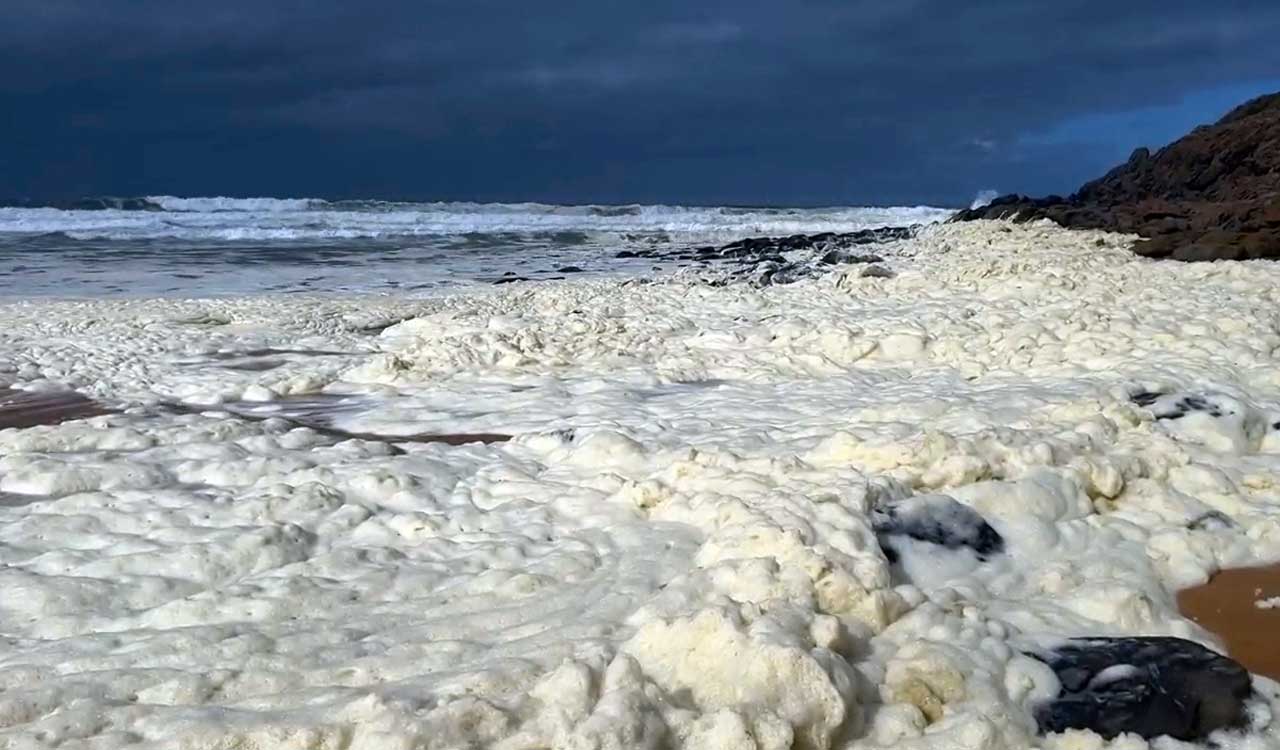 Surfers fall sick as strange foam, dead fish wash ashore 2 Australian beaches