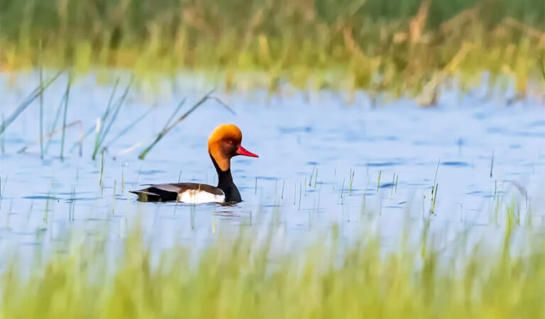 Red-crested pochard sighted in Telangana's Mancherial for the first time