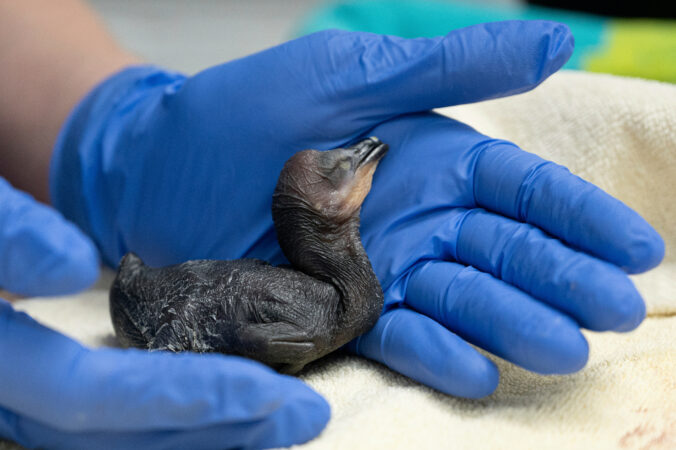 Bird Rescue Eucalyptus Tree