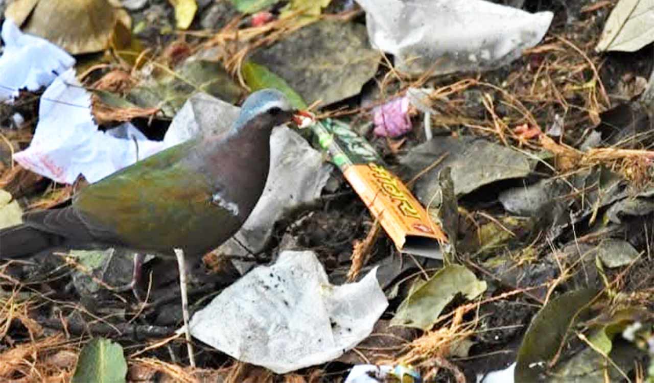 Telangana: Plastic waste, leftovers at Umamaheshwaram temple premises endanger birds