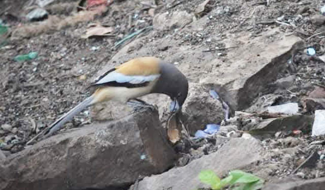 Telangana: Plastic waste, leftovers at Umamaheshwaram temple premises endanger birds