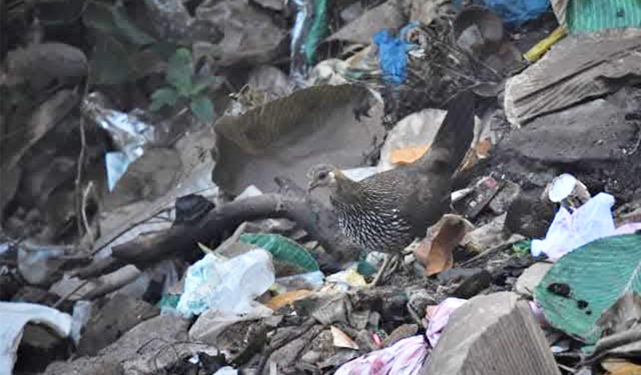 Telangana: Plastic waste, leftovers at Umamaheshwaram temple premises endanger birds