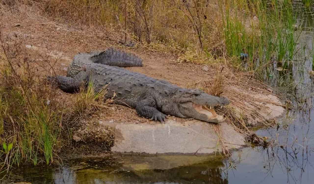 Medak: Stray crocodiles turn killers on banks of river Manjeera
