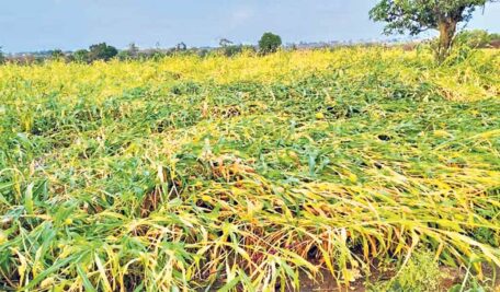 Untimely rain, hailstorm damage crops in 11,298 acres across Telangana
