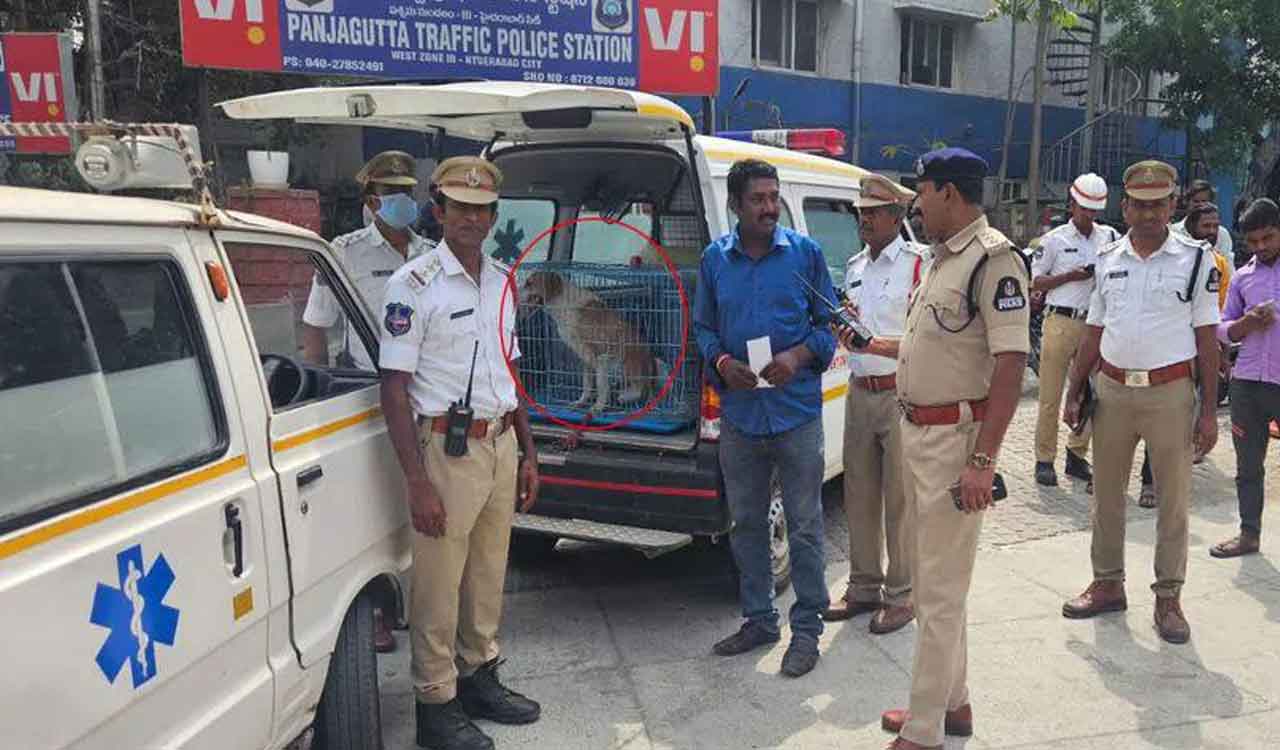 Hyderabad: Siren-blaring ambulance found transporting dog, driver booked and vehicle seized