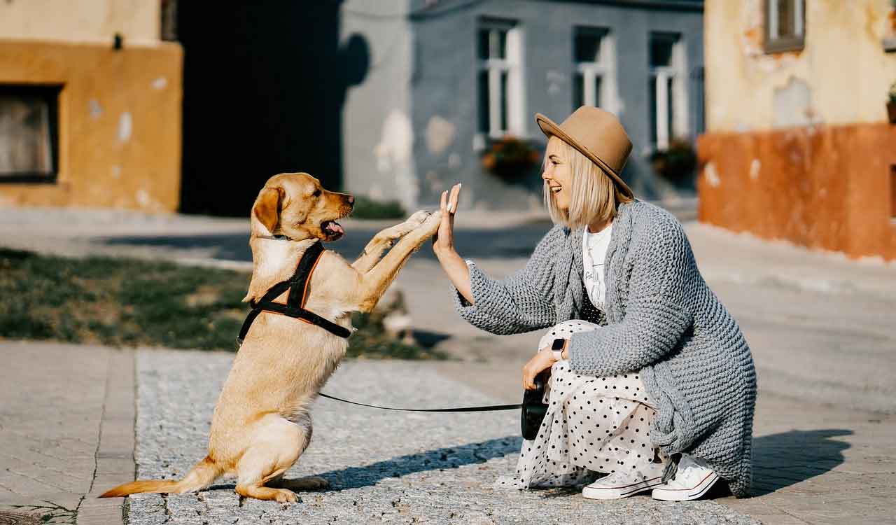 Happy dogs make happy humans!
