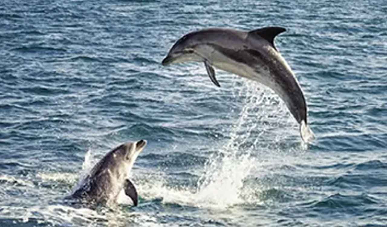 400 kg dolphin lands on fishermen’s boat in New Zealand