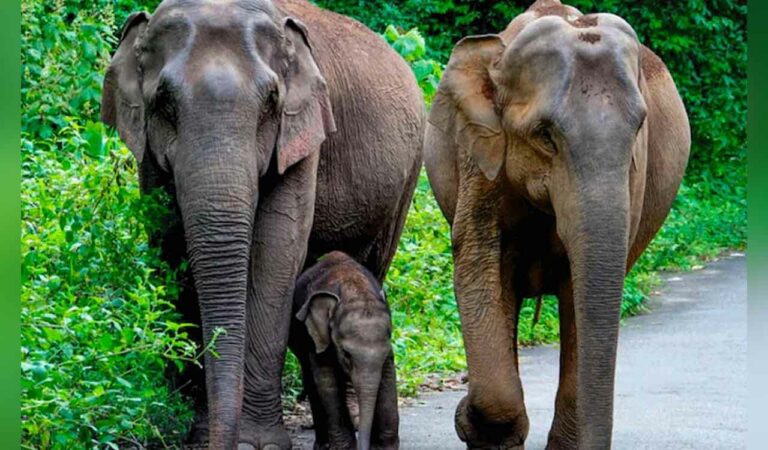 Train mows down Elephants