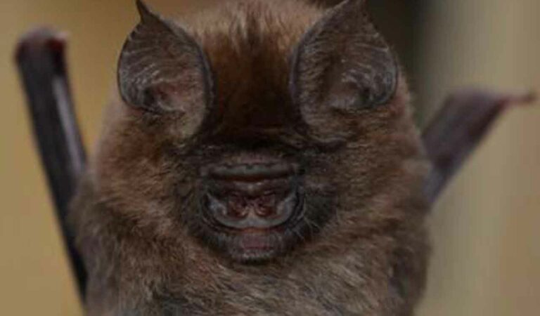 Endemic Bat