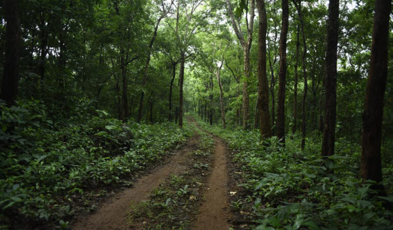 Forest