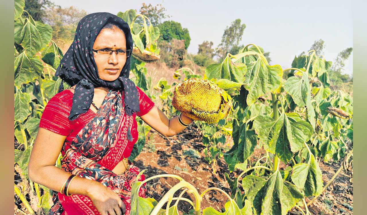 Woman farmer leaves sunflower, jowar crop for birds in Sangareddy