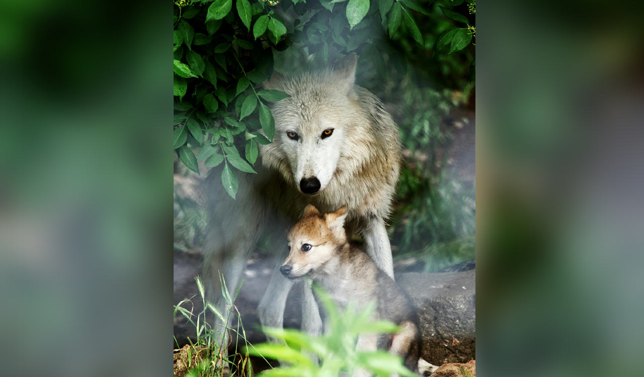 Hyderabad Zoo gears up to welcome wolf pups