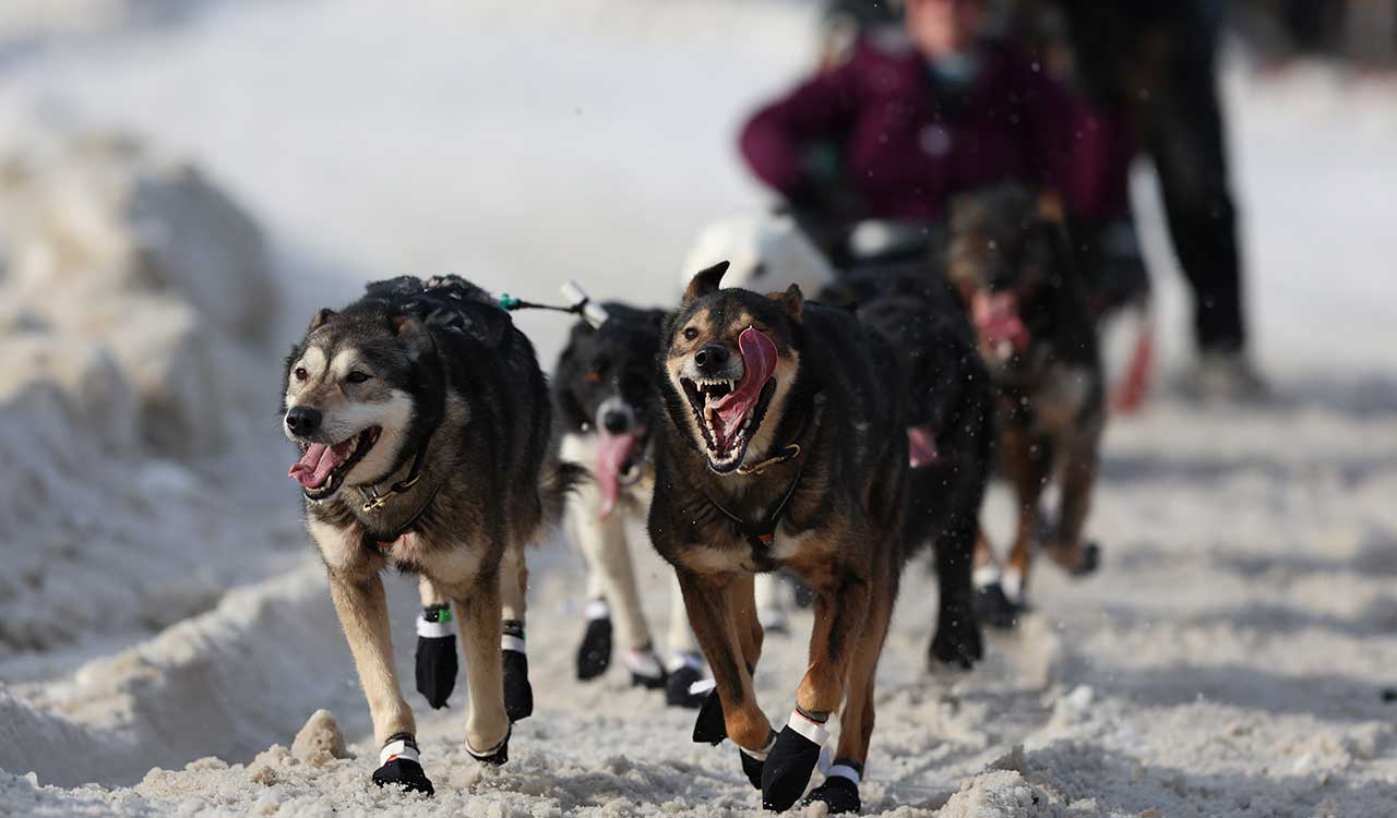 This season world’s famous sled dog race is longer than ever. Why?
