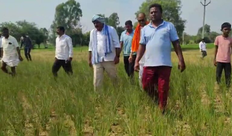 BRS leader Chanti Kranthi Kiran walking through dried up paddy fields at Lakshmi Sagar in Sangareddy district on Monday.