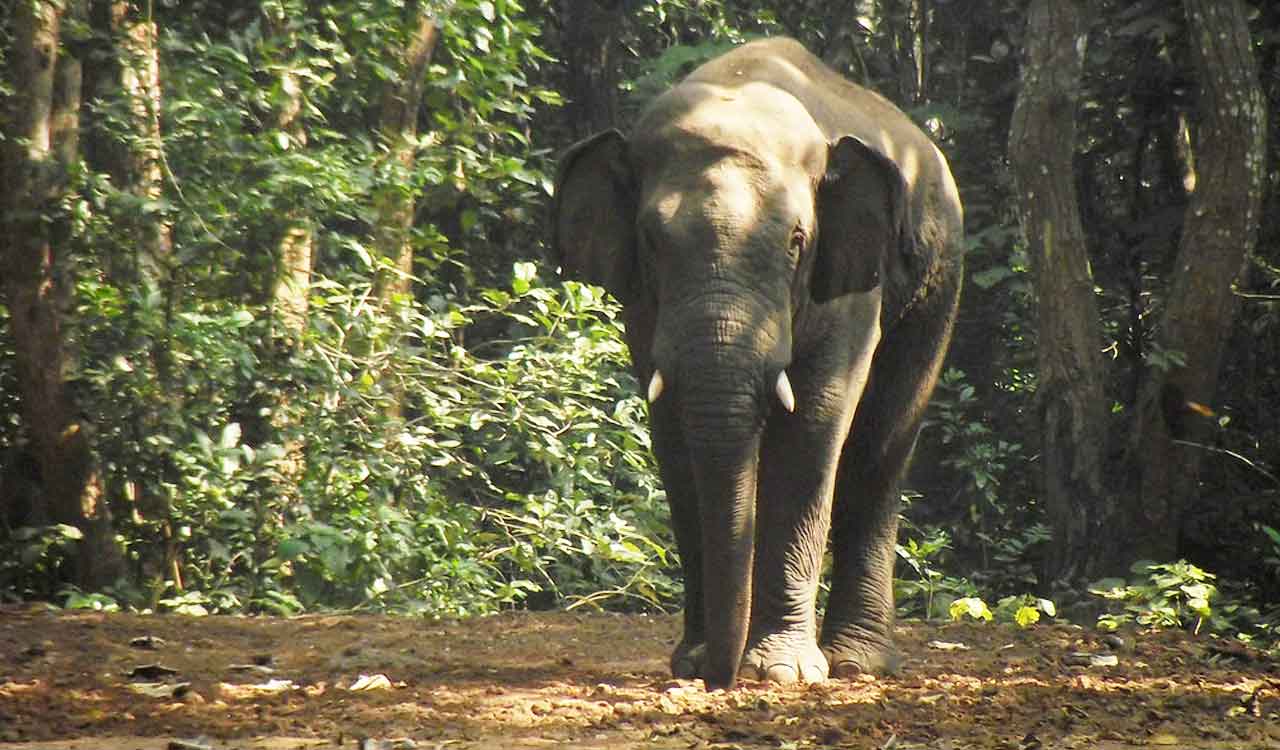 Odisha: Vet attacked by wild elephants while treating female jumbo in Kuldiha Reserve Forest