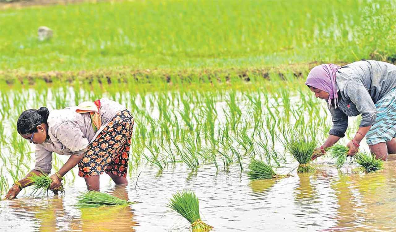 Telangana: Congress government’s claims of 100 percent crop loan waiver exposed
