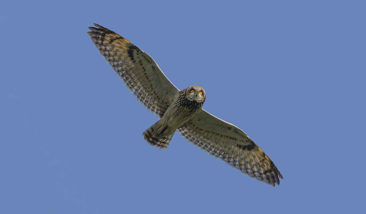 Short-eared owl sighted in Mancherial for first time
