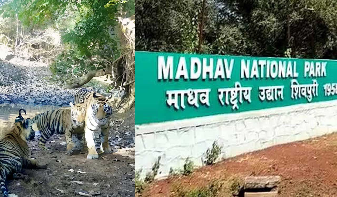 PM Narendra Modi hails India adding 58th tiger reserve to its tally with MTR