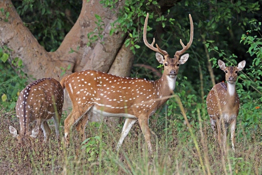 Deer dies after attack by dogs on University of Hyderabad campus