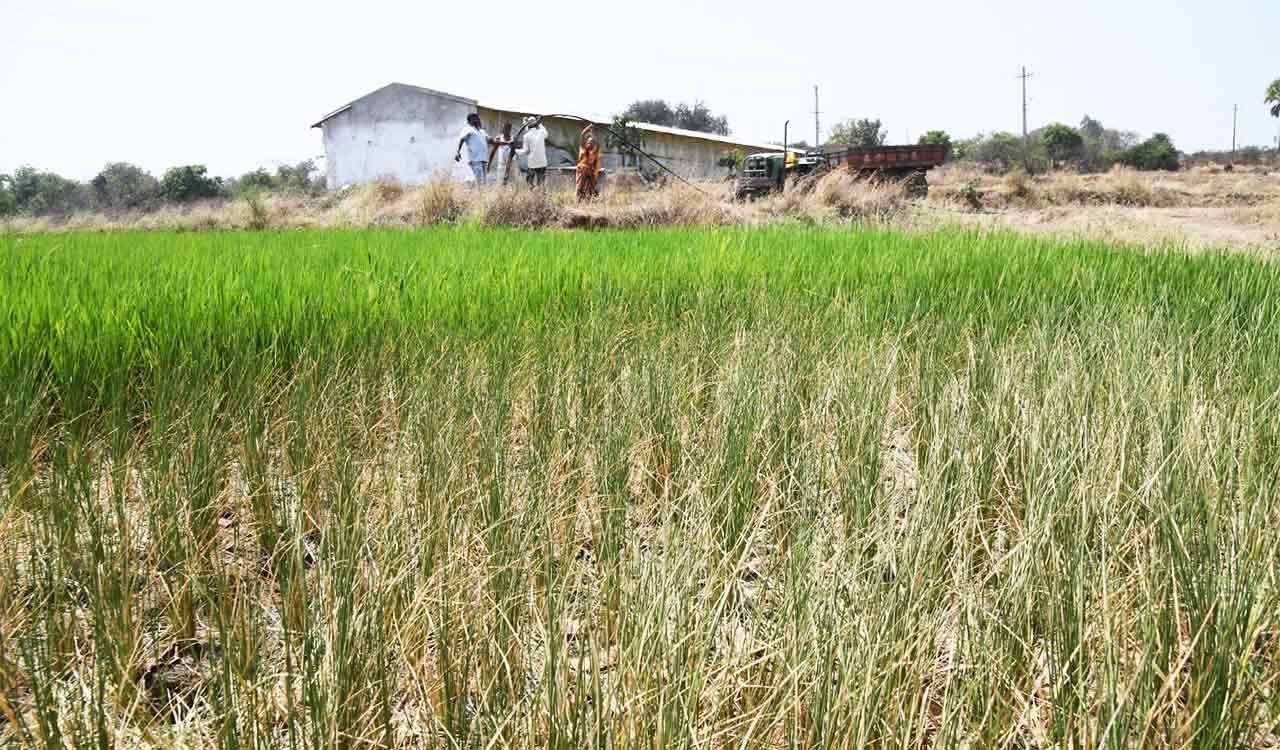 Telangana: Crops under Tapaspally reservoir wither as water level touches dead storage