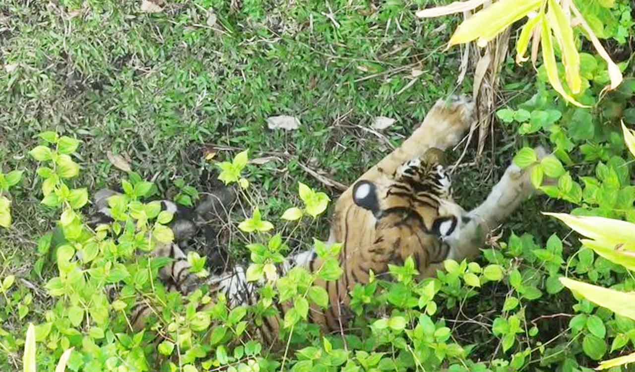 Telangana: 20-member poaching gang behind tigress K8’s death, say Forest officials