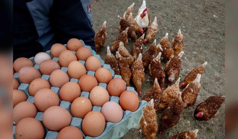 EGG SALES