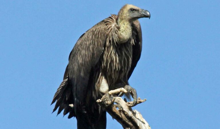 Hyderabad Zoo to give lifeline for critically endangered vultures