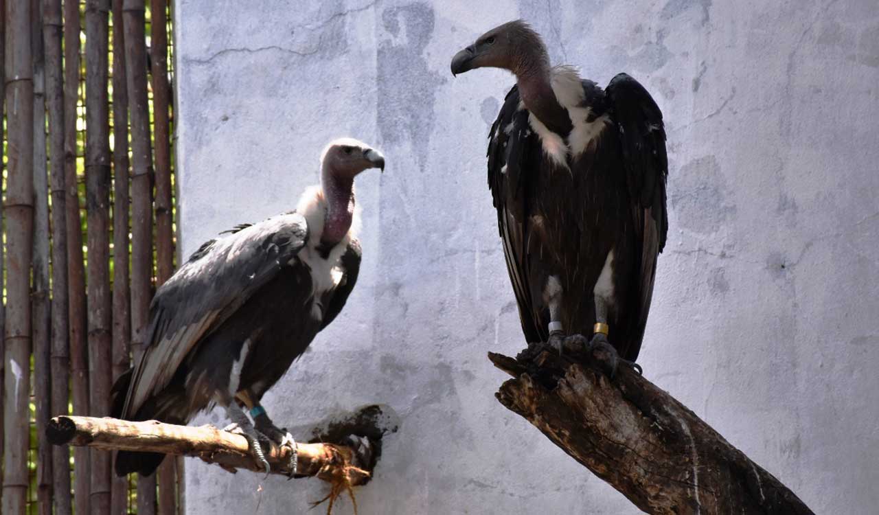 Hyderabad Zoo to give lifeline for critically endangered vultures
