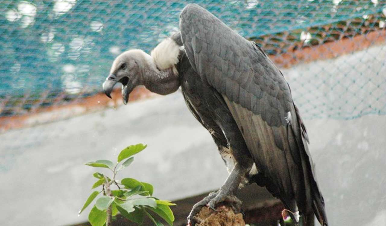 Hyderabad Zoo to give lifeline for critically endangered vultures