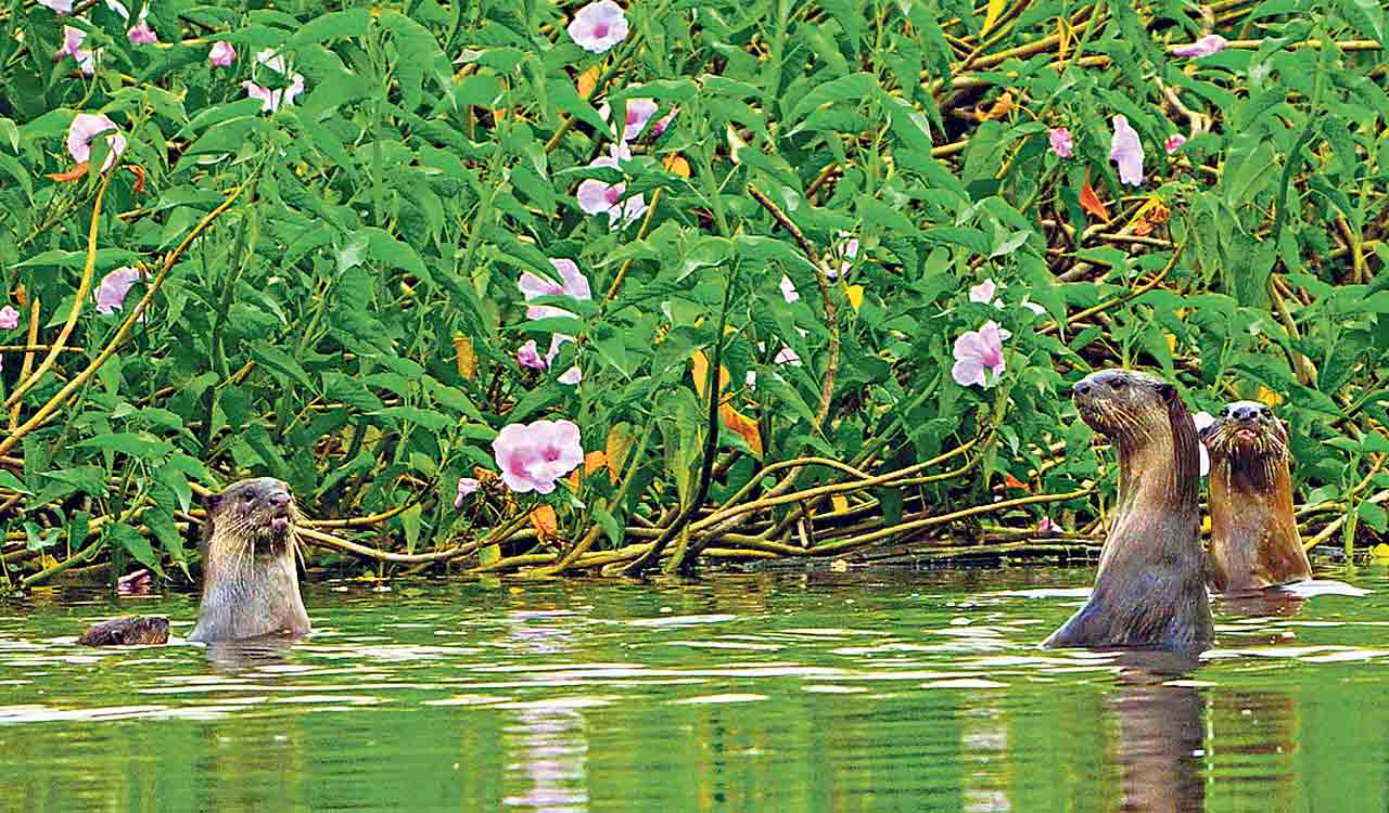‘Vulnerable’ smooth coated otters sighted in Mancherial