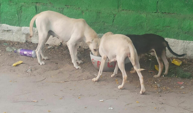 Citizen for Animals places water bowls across Hyderabad to help birds, animals