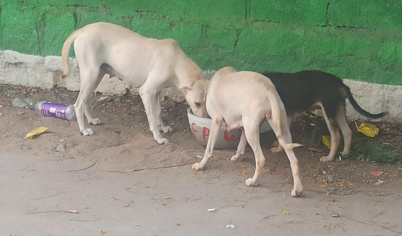 Citizen for Animals places water bowls across Hyderabad to help birds, animals