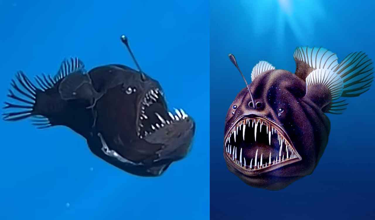 Here’s how dying anglerfish became social media sensation