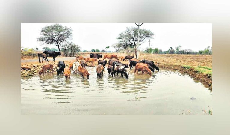 Telangana: Farmer helps cattle quench thirst during summer