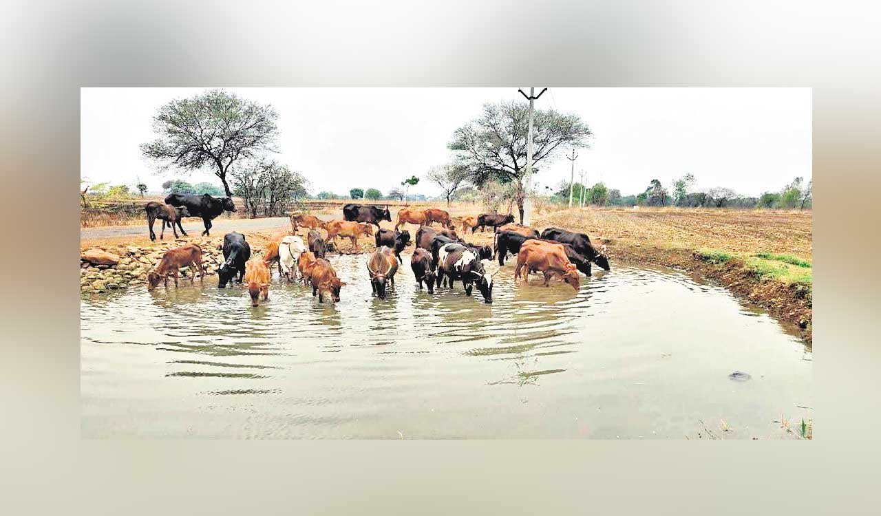 Telangana: Farmer helps cattle quench thirst during summer