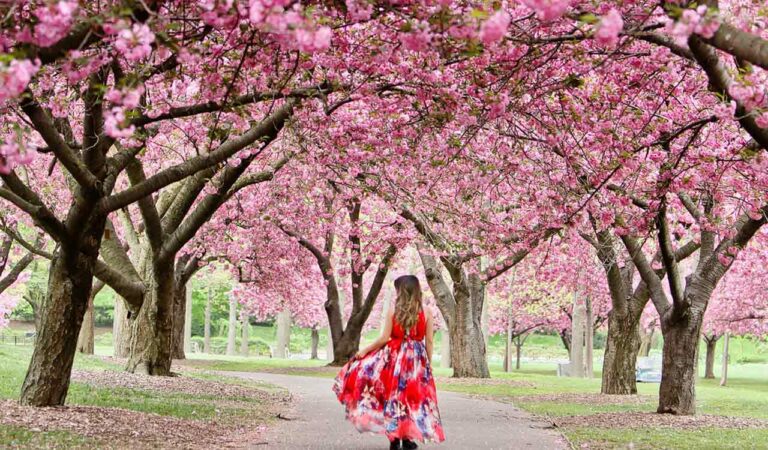 Cherry Blossom