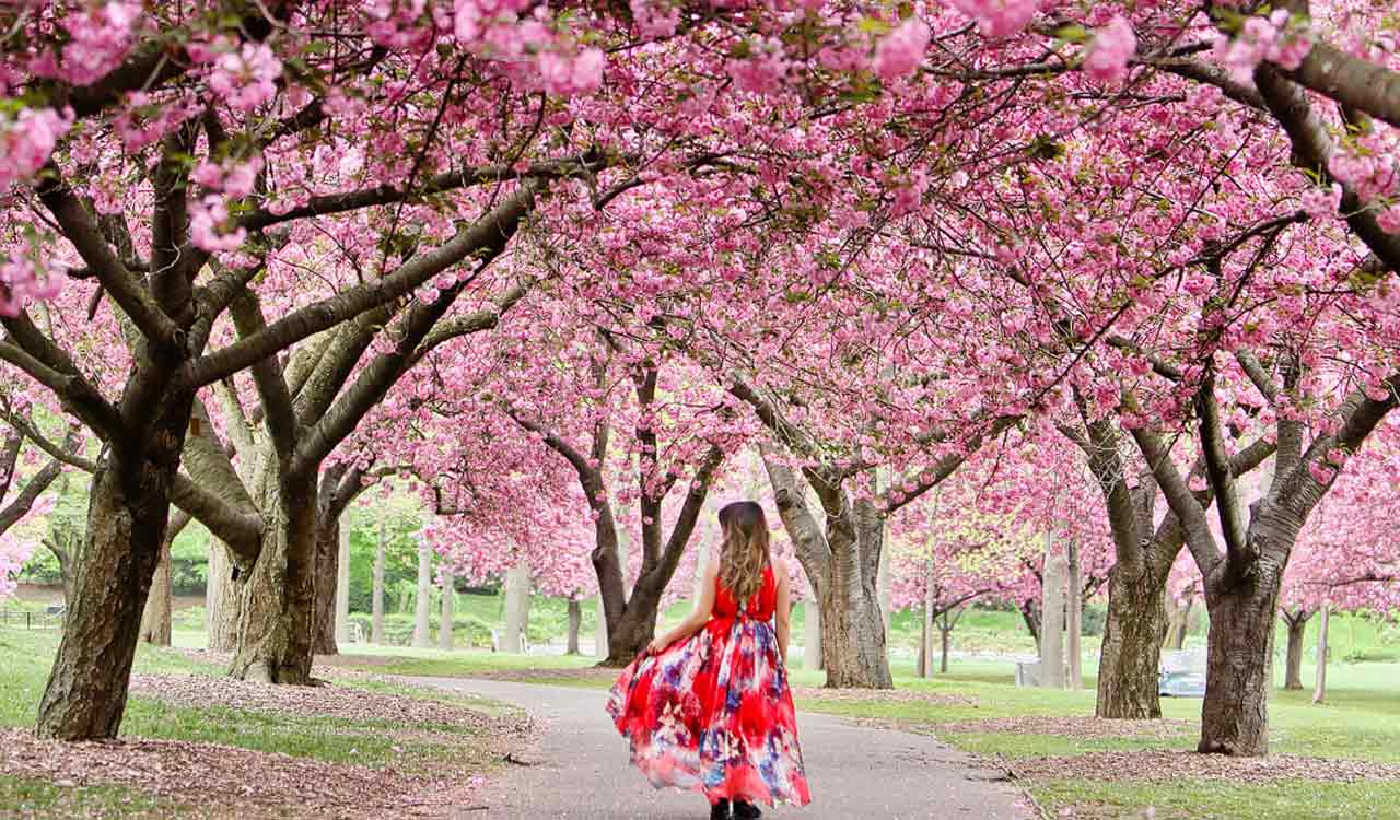 Japan’s cherry blossoms bloom ushers in festive season