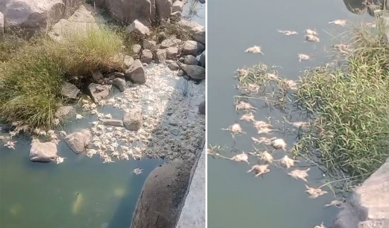 Hundreds of dead chicken dumped by unknown miscreants in Manjeera River in Medak