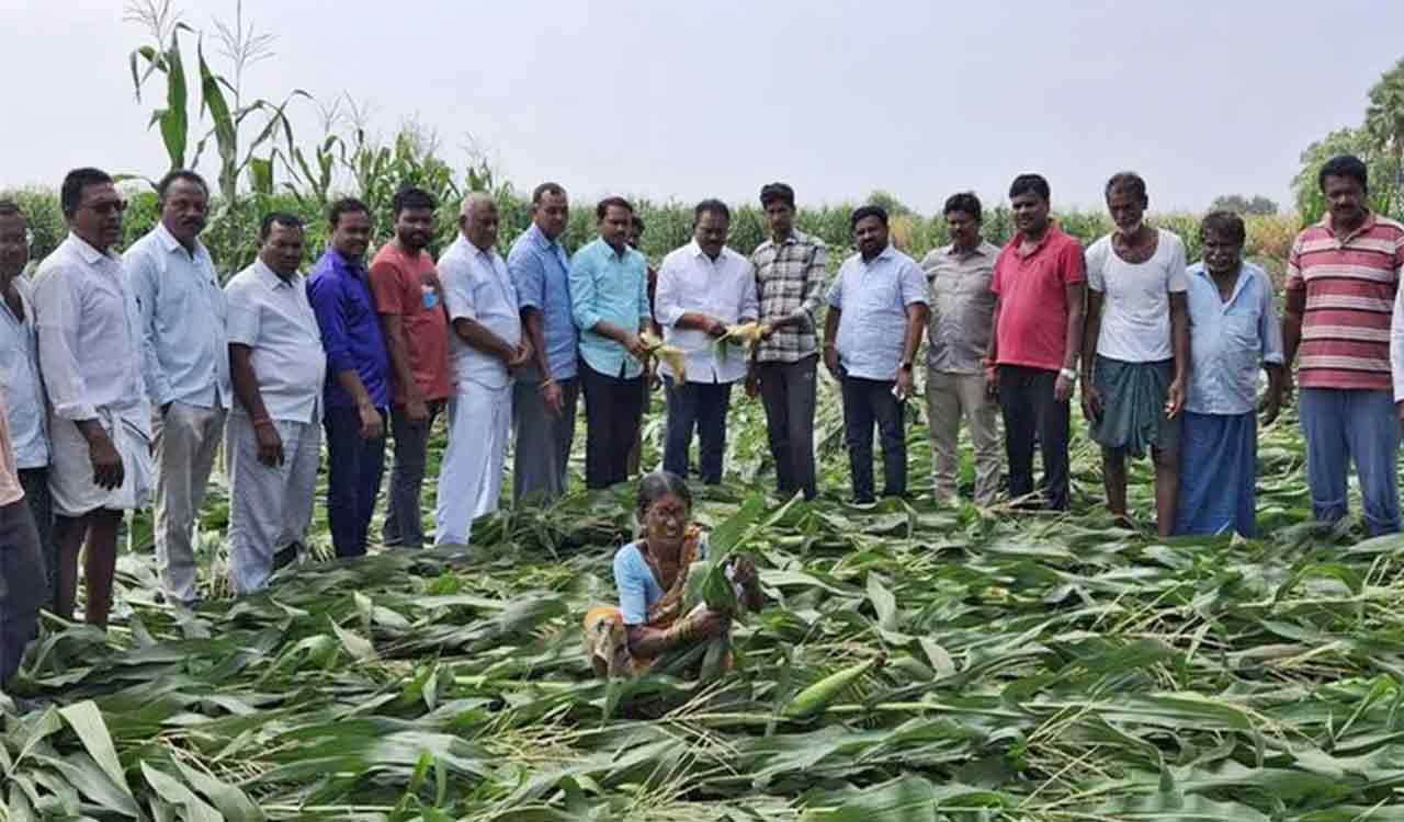 Telangana: BRS leader demands Rs 20,000 compensation for crops damaged due to untimely rain
