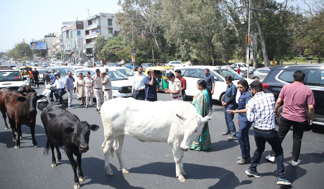 Delhi CM Rekha Gupta’s convoy comes to sudden halt due to stray cattle