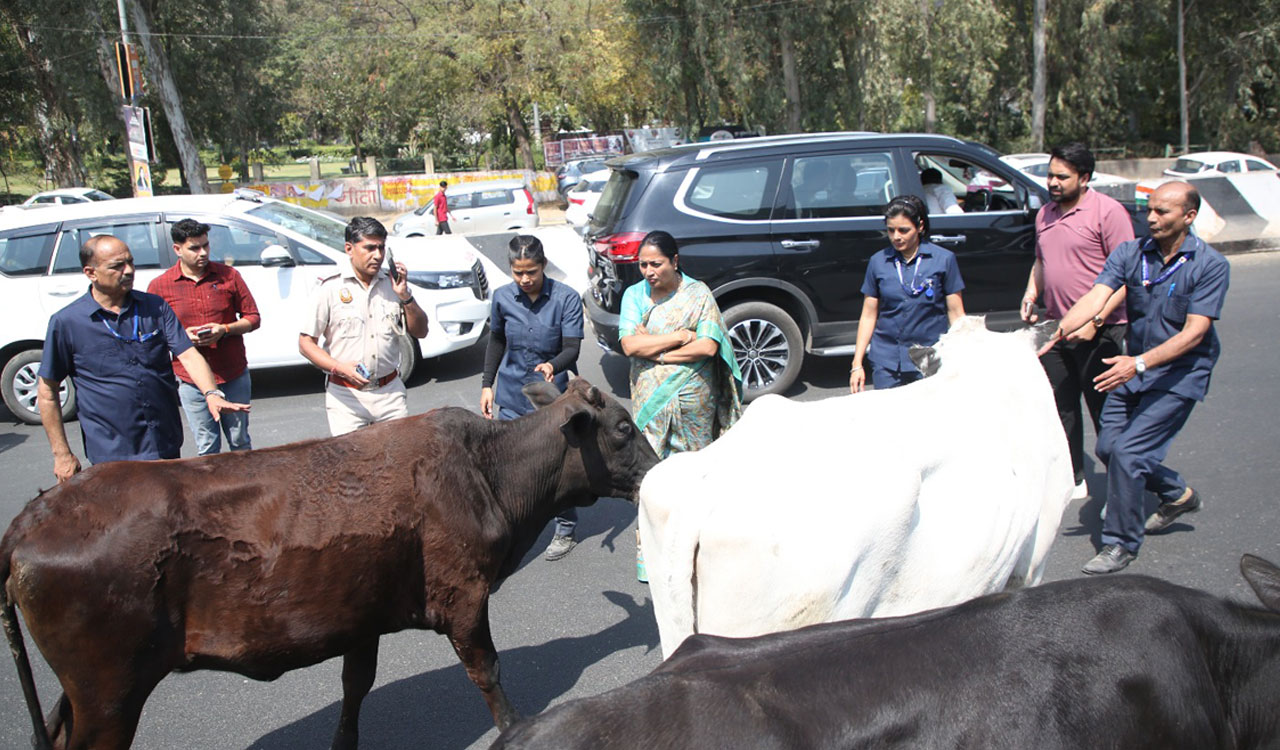 Delhi CM Rekha Gupta’s convoy comes to sudden halt due to stray cattle